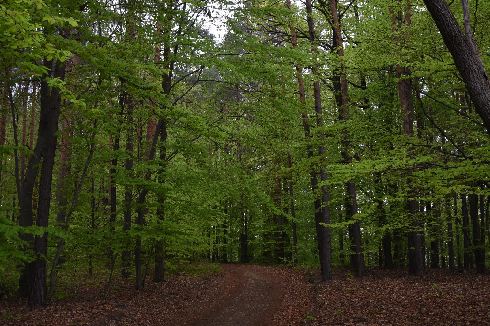 Lush green forest canopy with towering spruce and beech trees covering rolling alpine hills in Styria.