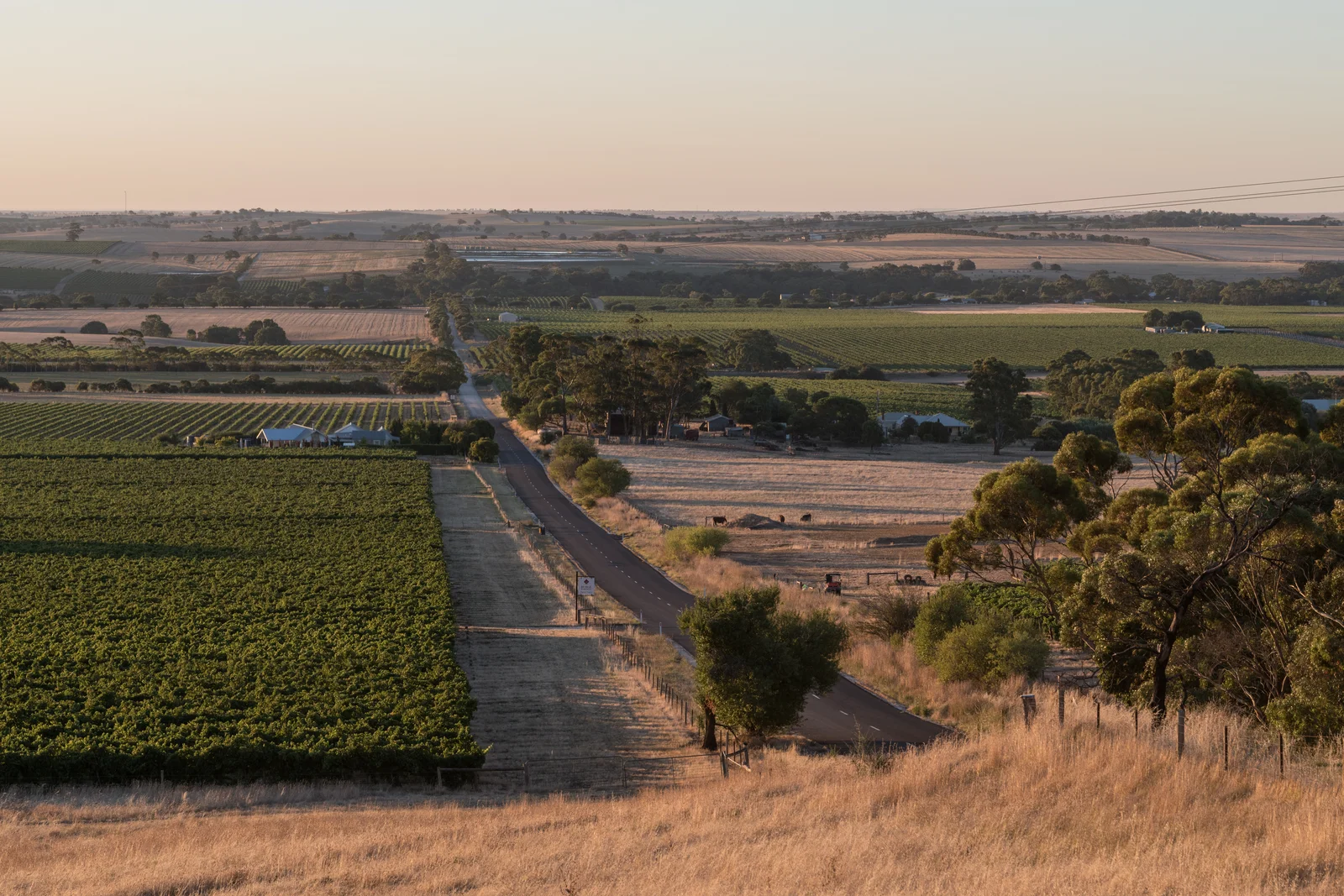 Close view of historic low-trained grapevine rows with weathered wooden posts and dense foliage.
