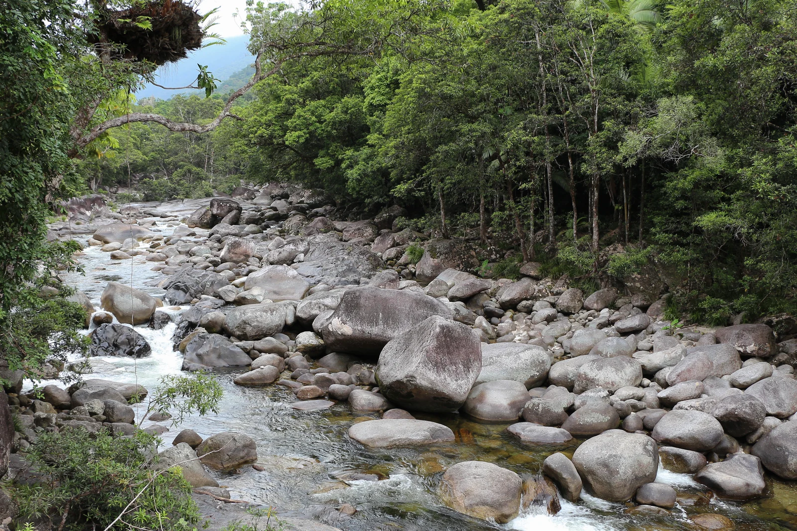 Clear river flowing through massive granite boulders surrounded by dense tropical forest in Mossman Gorge.