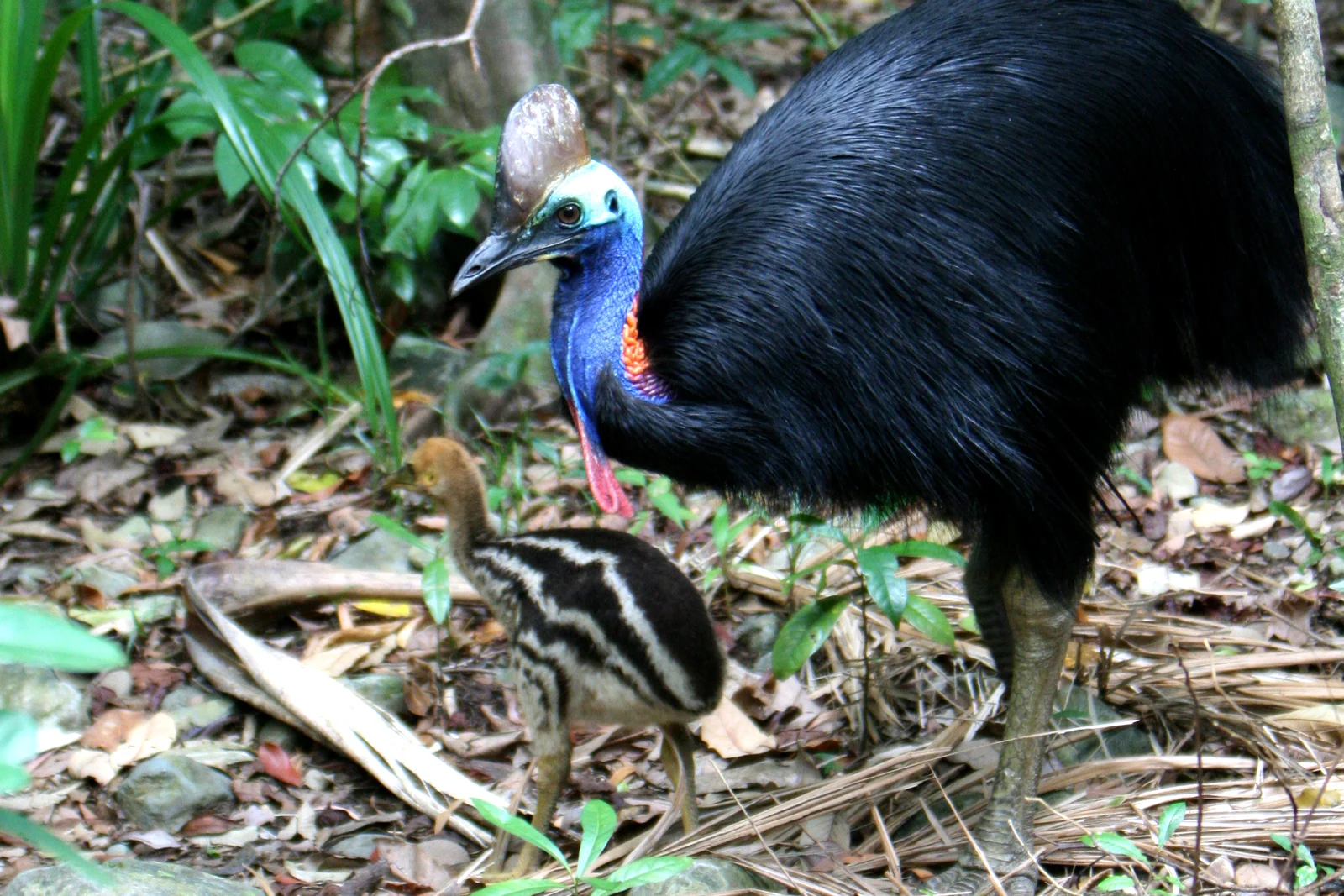 An adult Southern Cassowary and its young chick wading through a shallow rainforest creek.