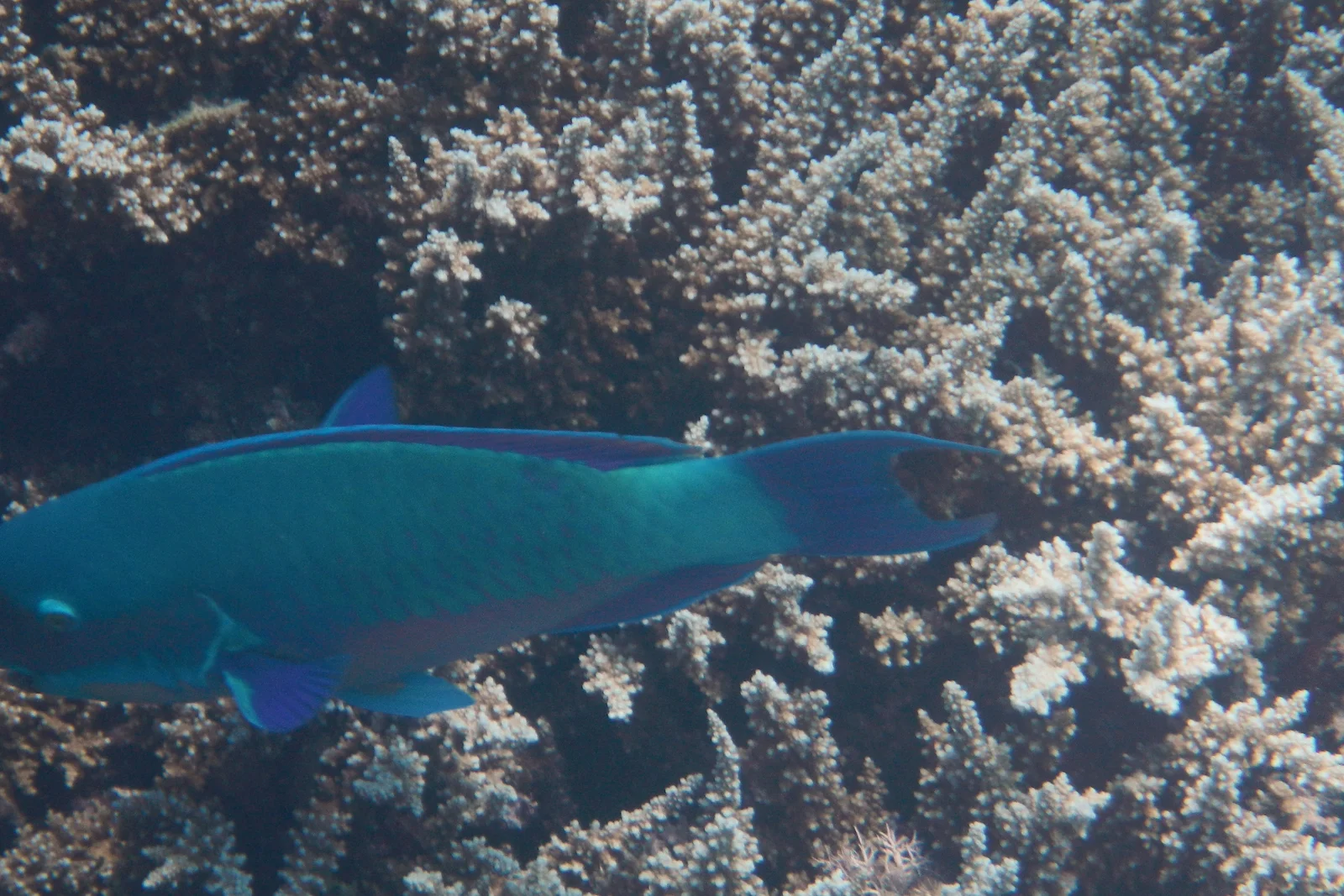 Underwater view of colorful hard corals and marine biodiversity at Agincourt Reef.