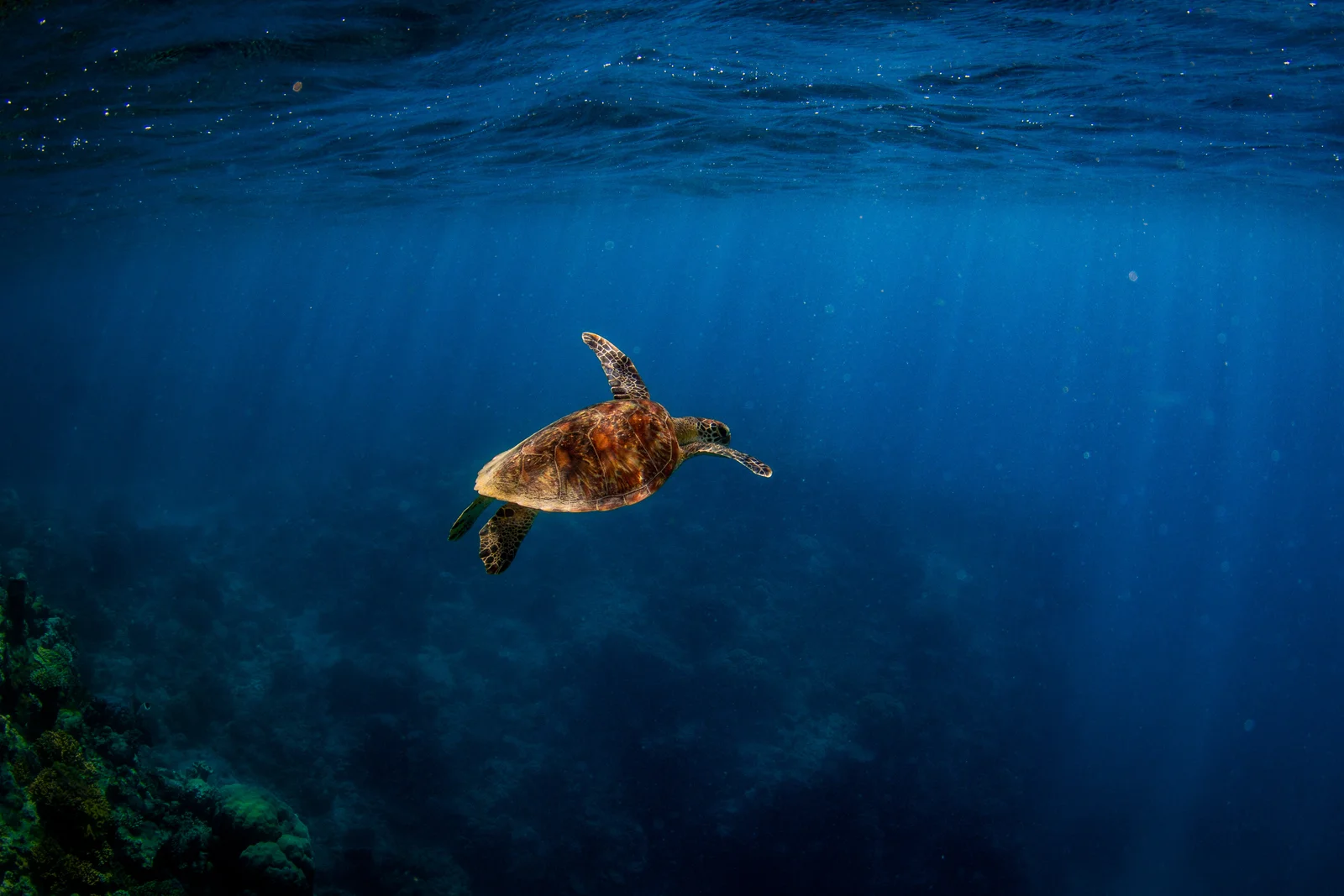 Green sea turtle swimming gracefully above coral reef formations in the Great Barrier Reef.