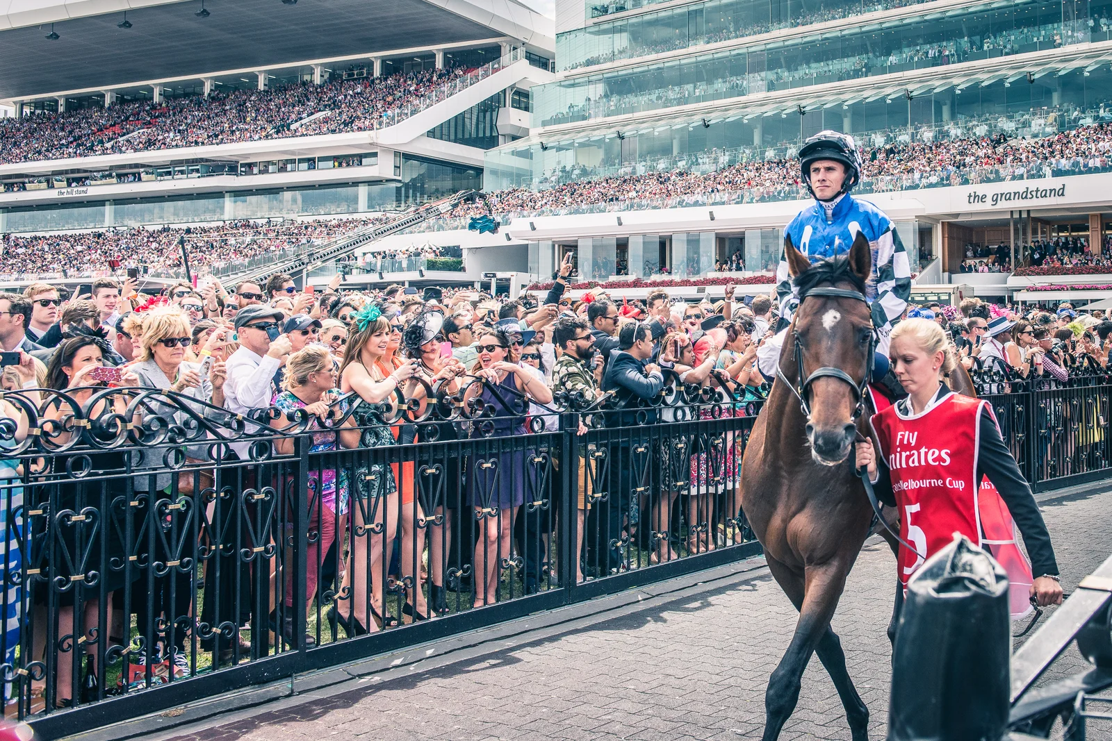 Sleek thoroughbred racehorse walking in the mounting yard at Flemington before the Melbourne Cup.