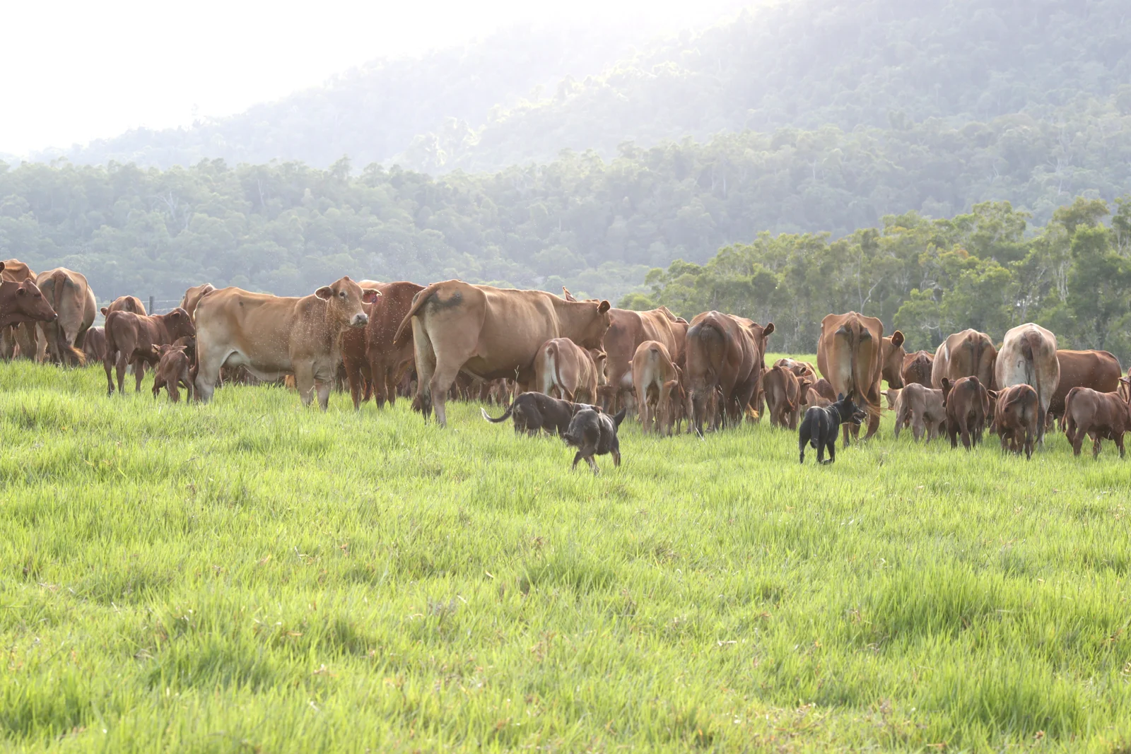 Aerial view of cattle gathering during a muster across dry dusty outback terrain.