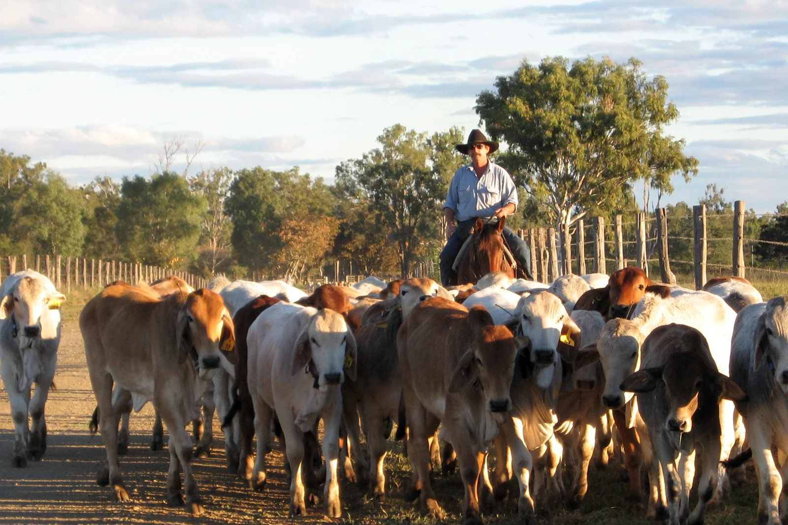 Mounted stockman guiding beef cattle through eucalyptus scrubland on an Australian pastoral property.