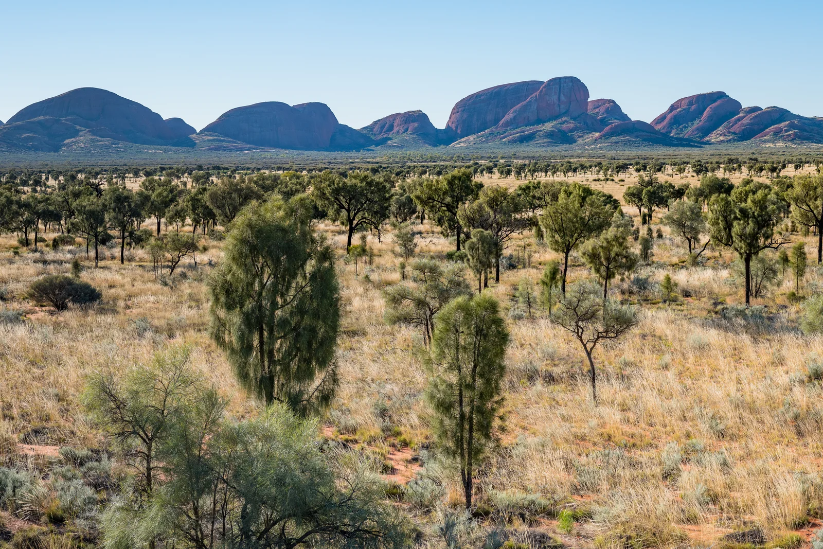Panoramic view of the red conglomerate domes of Kata Tjuta in the desert.