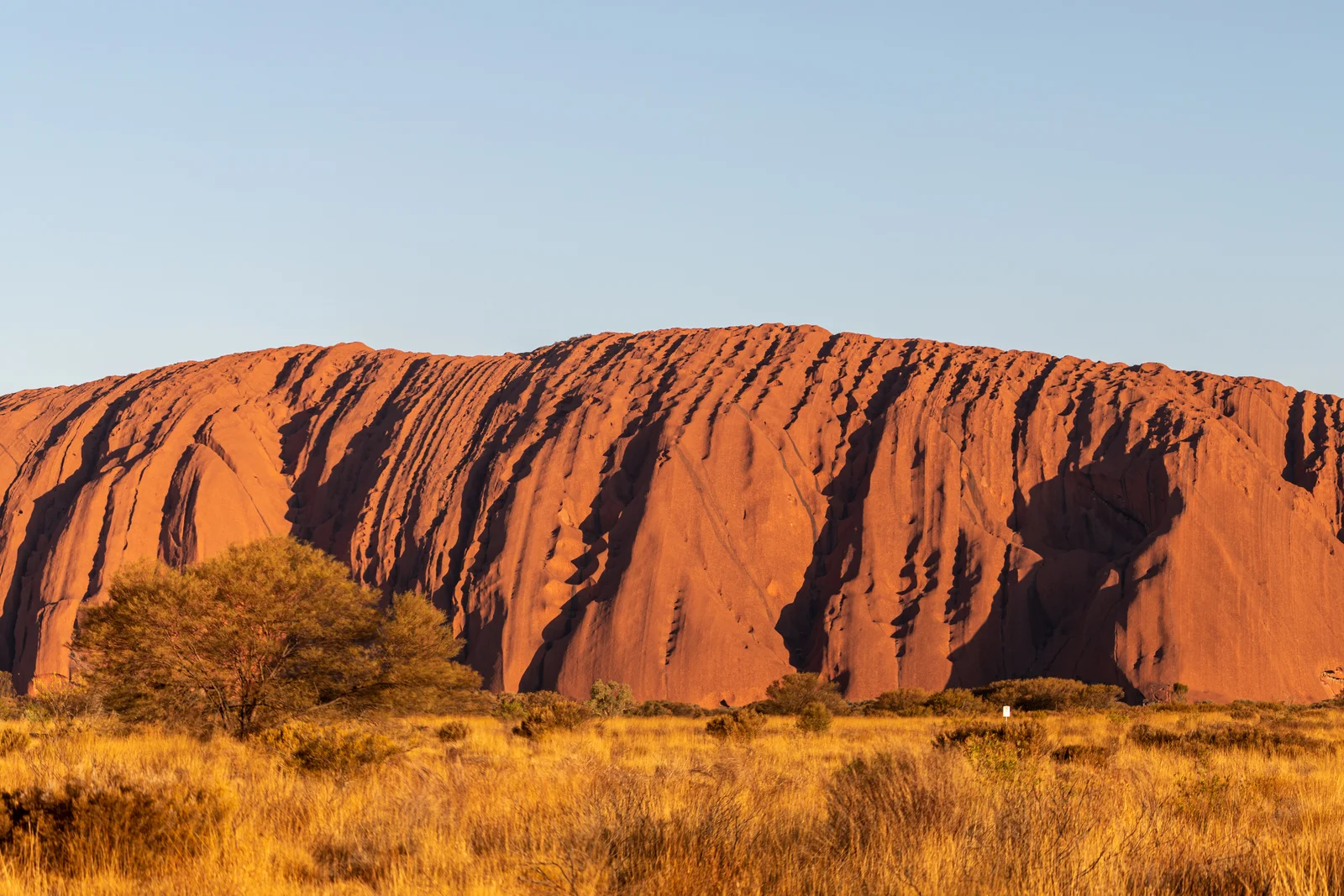 Panoramic view of Uluru monolith glowing red at sunset in the Central Australian desert.