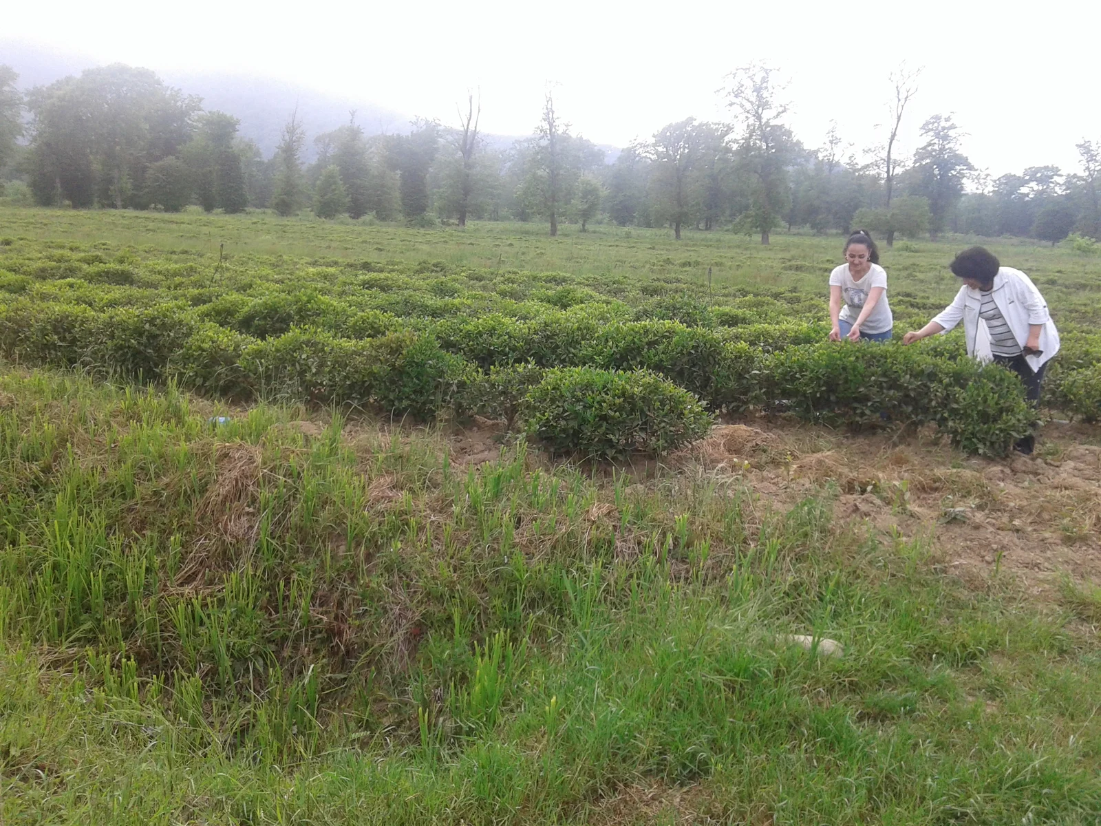 Lush green terraced rows of tea shrubs growing under sunlight in the subtropical Lankaran region of Azerbaijan.