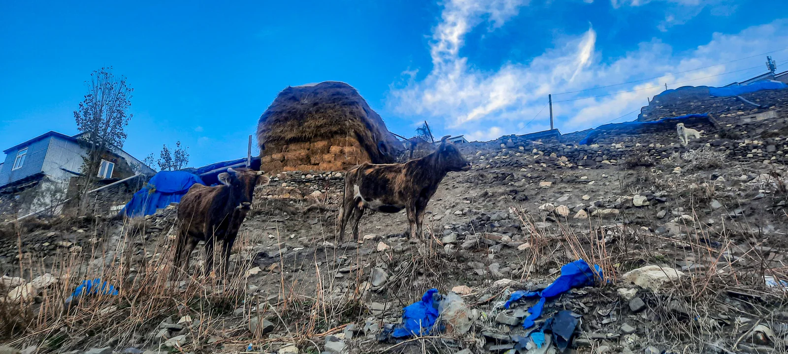 Expansive alpine meadows and bare mountain ridges under a clear sky in the Greater Caucasus.
