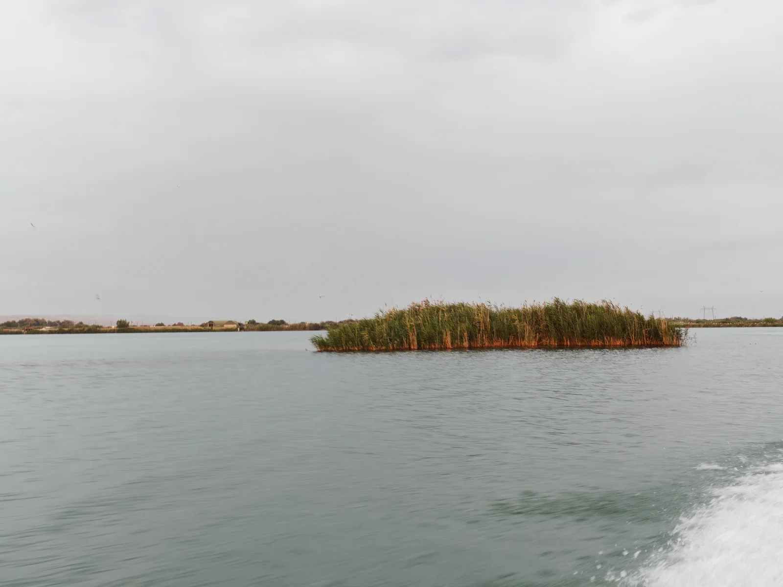 Green alluvial islands and wetland vegetation surrounded by flowing river currents.