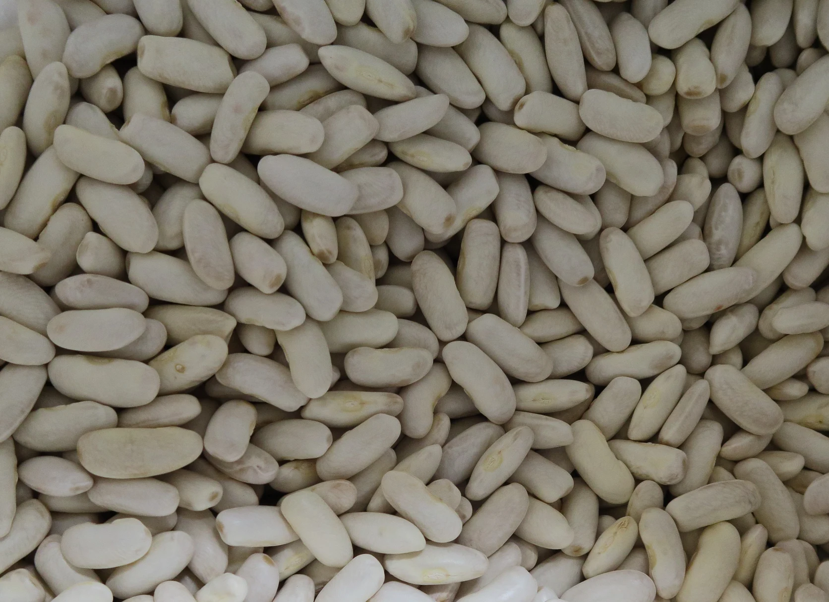 Harvested large white Faba Asturiana beans displayed in traditional burlap sack packaging.
