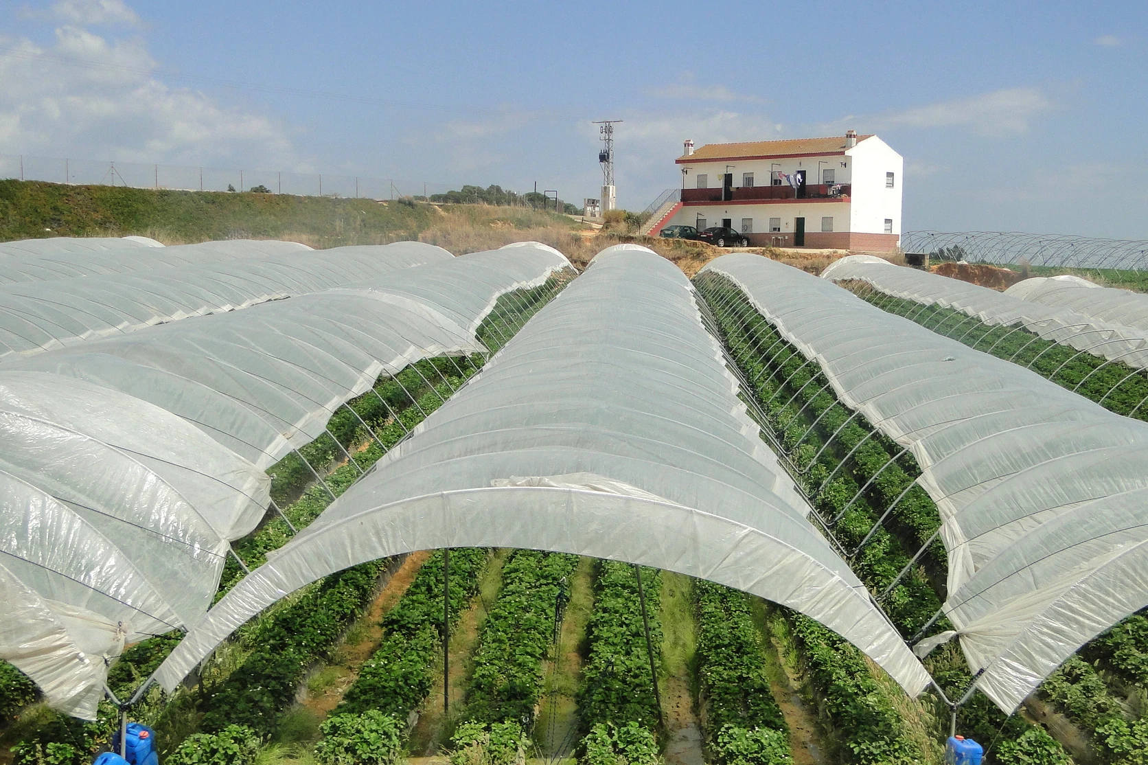 Intensive strawberry cultivation under plastic polytunnels in the agricultural perimeter of Huelva.