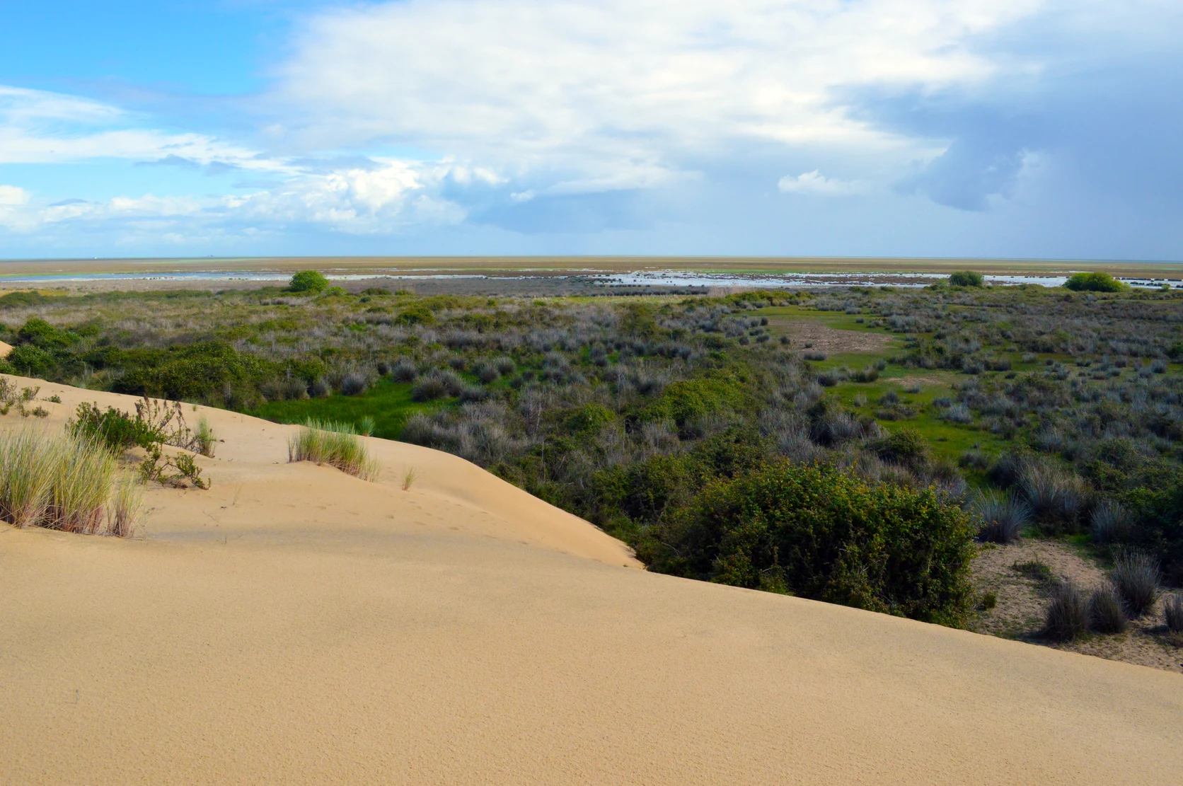 Panoramic view of the Doñana National Park marshes with shallow flooded lagoons and waterfowl.