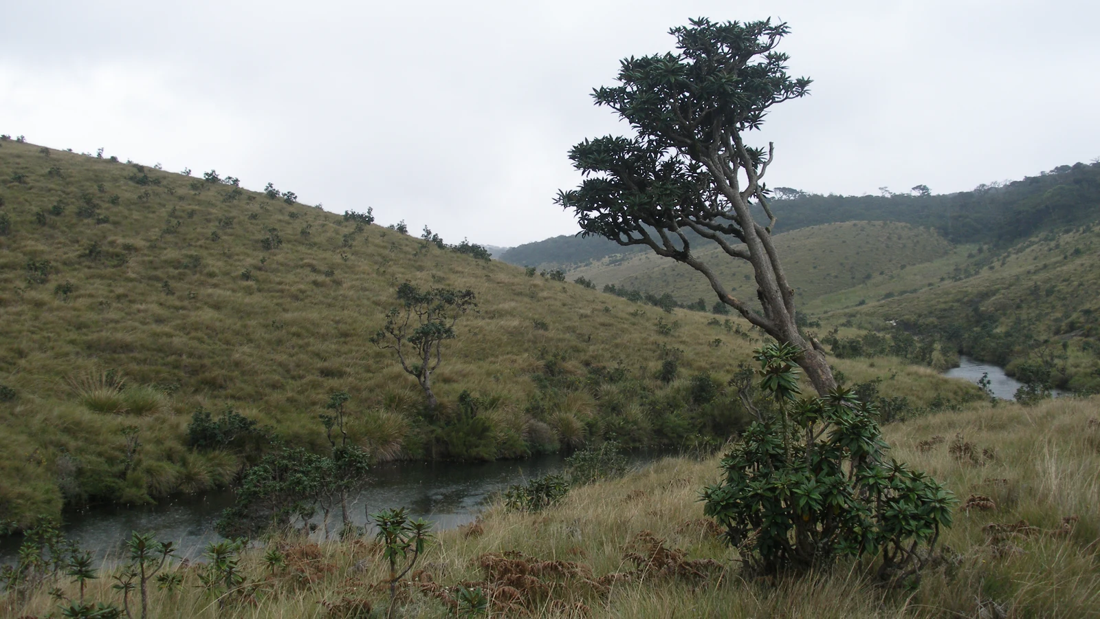 Montane cloud forest plateau and grassland landscape in Horton Plains, Central Highlands of Sri Lanka.