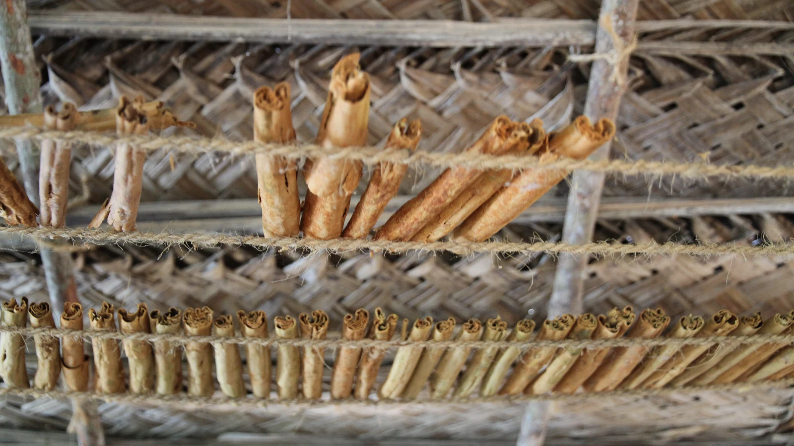 Cut cinnamon stems bundled together on a southern Sri Lankan estate.