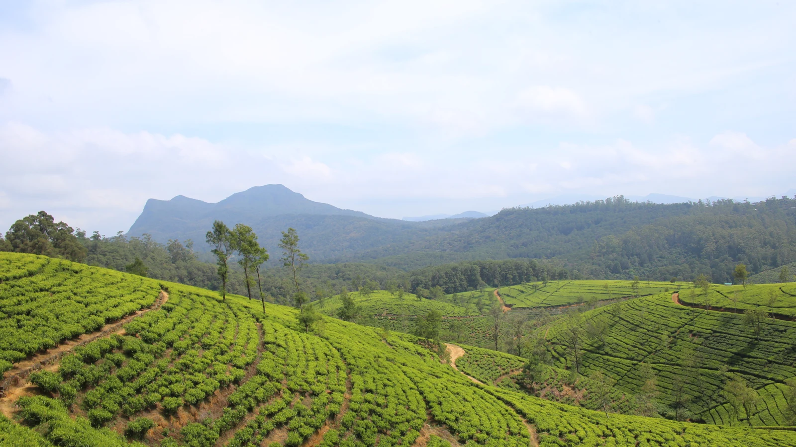 Sweeping hillside tea plantation terraces under morning mist in Nuwara Eliya, Sri Lanka.