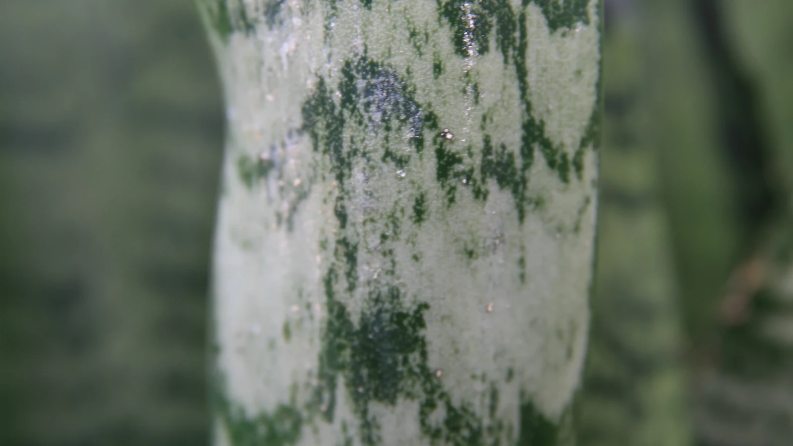 Dense clump of Sansevieria zeylanica plants with variegated fibrous succulent sword-shaped leaves.