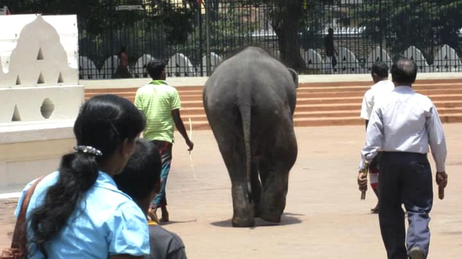 Handlers and mahouts preparing an elephant in the staging yards before the Kandy Esala Perahera.