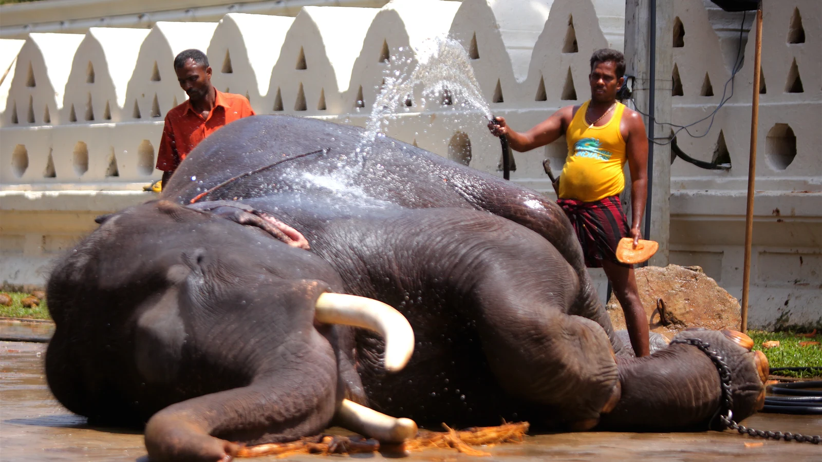 An elephant being washed and hosed down by caretakers ahead of the Esala Perahera in Kandy.