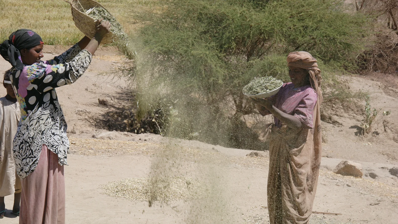 A flat coiled tabaq basket utilized for agricultural grain winnowing on an island in northern Sudan.