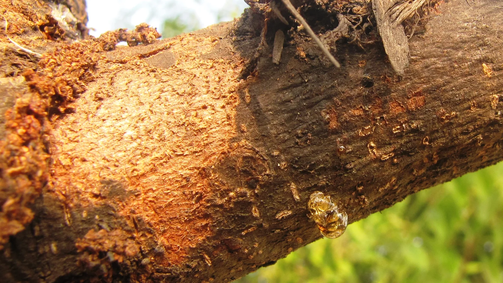 Golden nodules of raw gum arabic resin exuding from the bark of an Acacia tree.