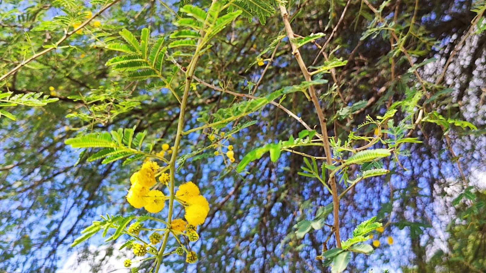 An Acacia senegal tree growing in dry semi-arid savannah soils.
