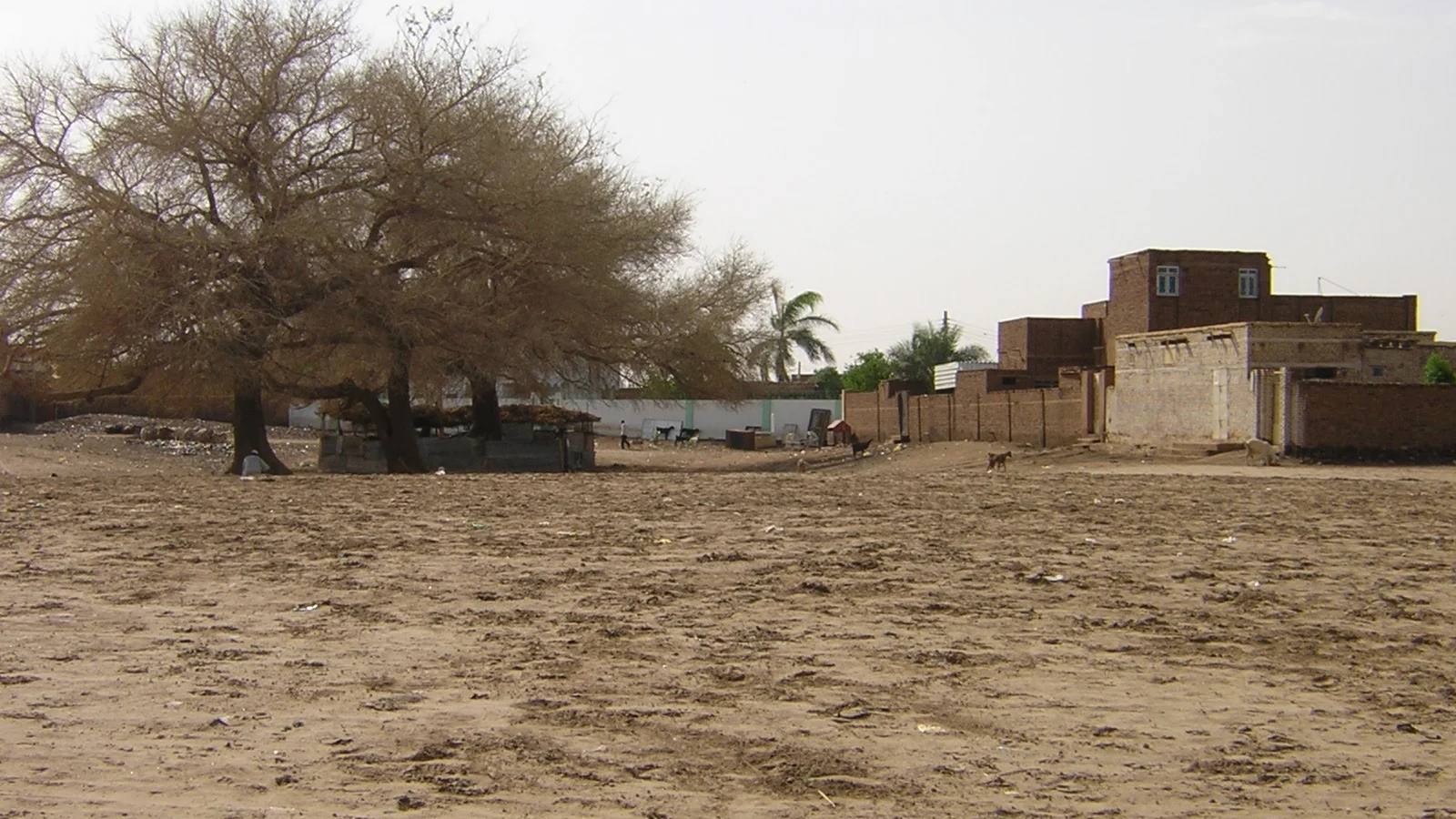 Lush citrus groves and vegetable fields on the fertile alluvial riverbanks of Tuti Island at the Nile confluence.