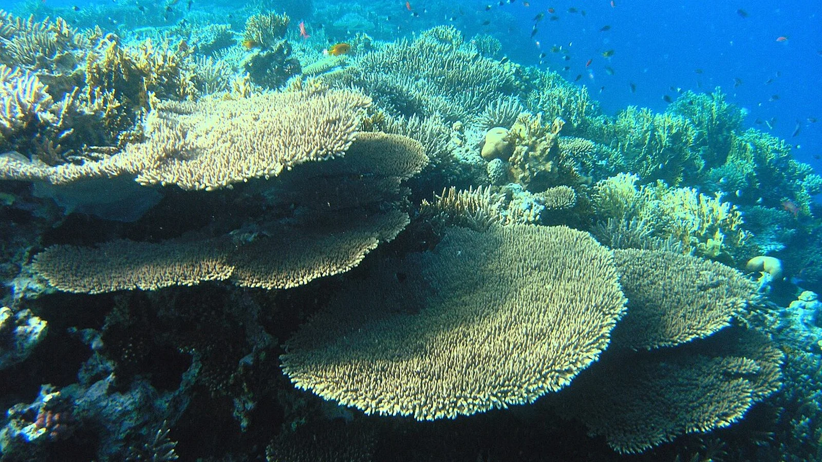 Pristine coral reef structure with dense hard coral formations submerged in clear Red Sea waters.