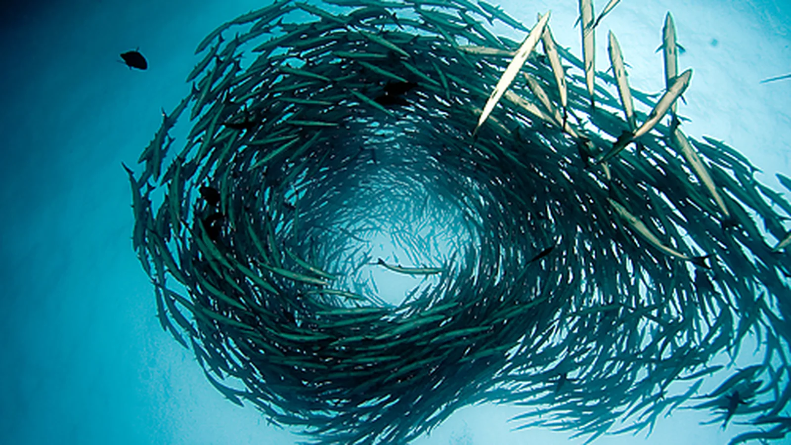 Dense helical tornado vortex of schooling great barracudas circling along the outer reef wall.
