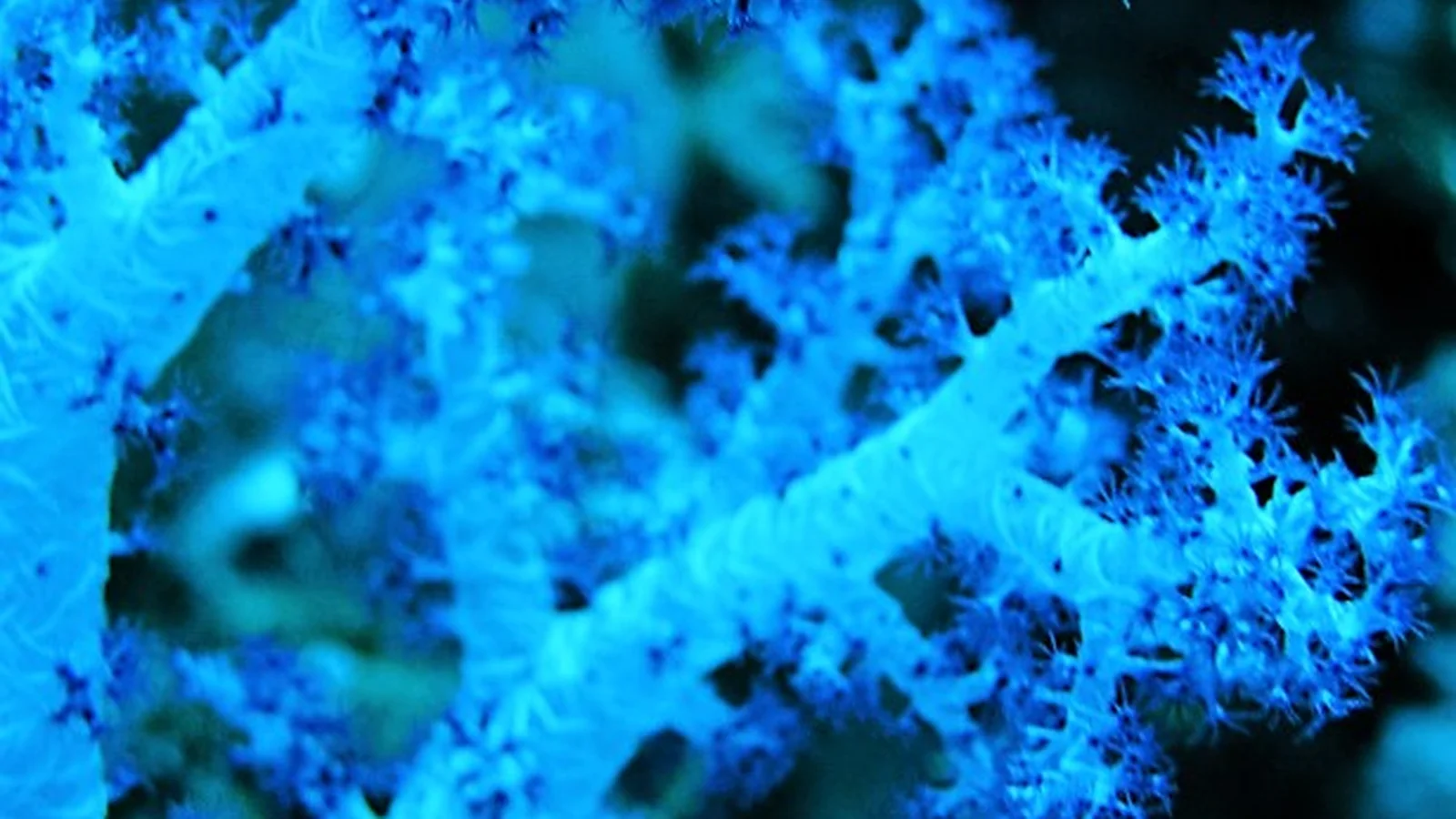 Brilliantly pigmented Dendronephthya soft coral tree flourishing along a shaded current-swept ridge.