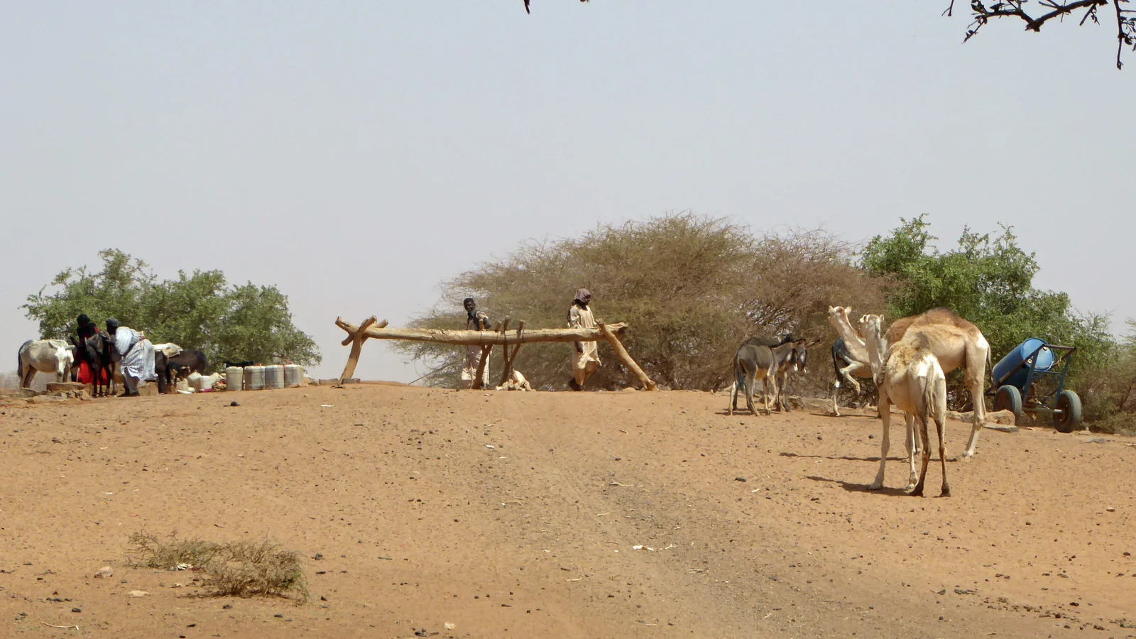 Residents and water cart hauliers assembling near a communal water point.