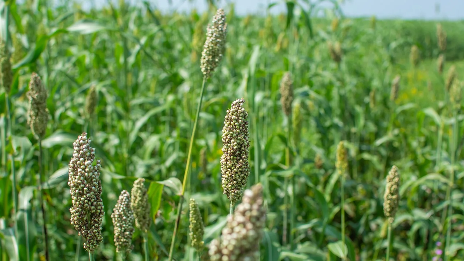 Extensive agricultural fields in White Nile state during the 2024 autumn sorghum harvest.