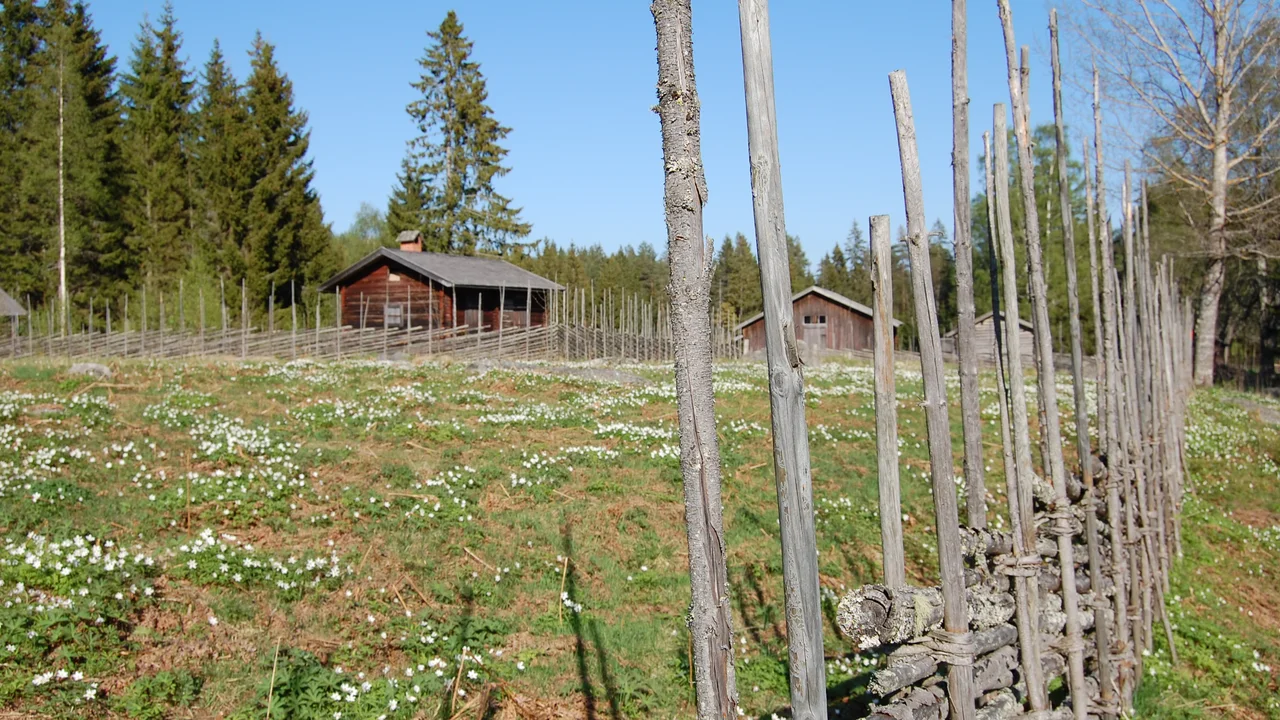 Scattered timber log farmstead cabins across the open mountain meadow of Knupbodarnas fäbodvall.