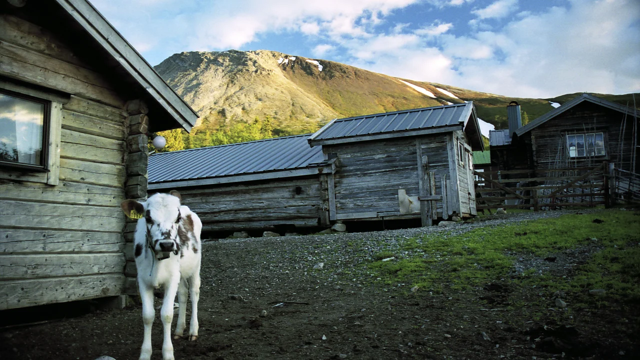 Traditional red-painted wooden log farm buildings and meadow pasture of Nyvallens fäbodvall below forested hills.