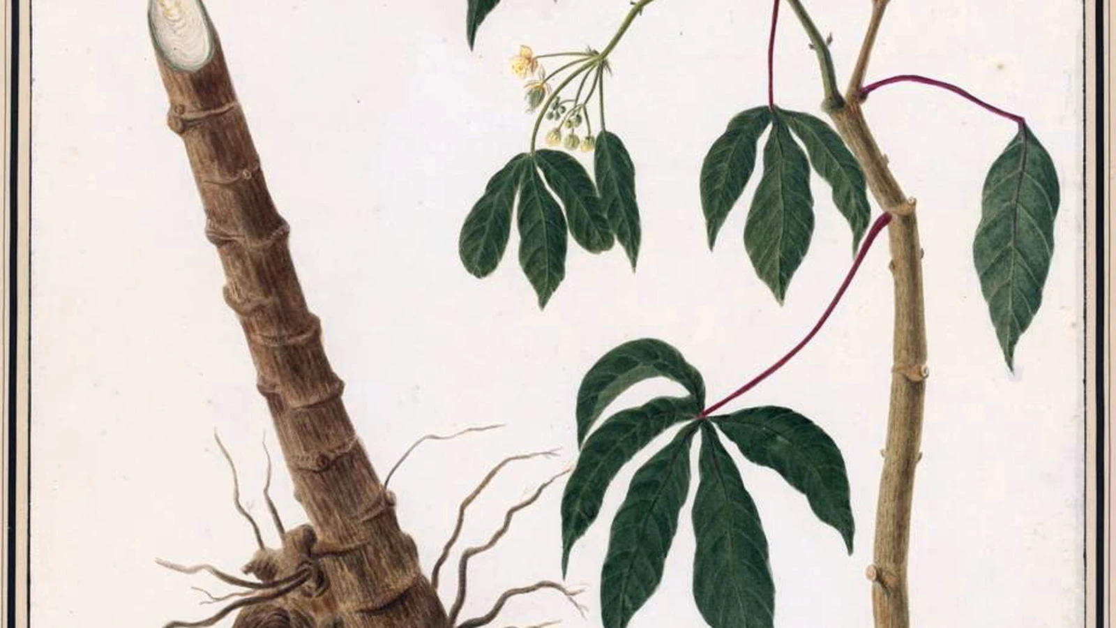 Historical botanical watercolor painted in Suriname in 1816 depicting the bitter cassava plant and root.