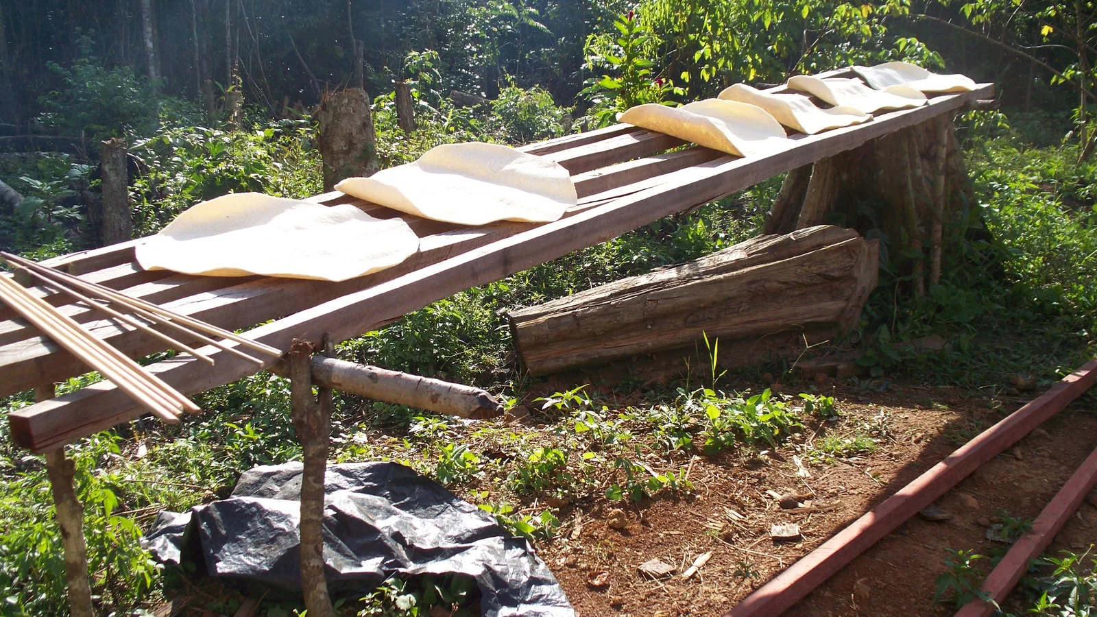 Large circular rounds of freshly baked cassava bread set out in the sun to cure on wooden racks.