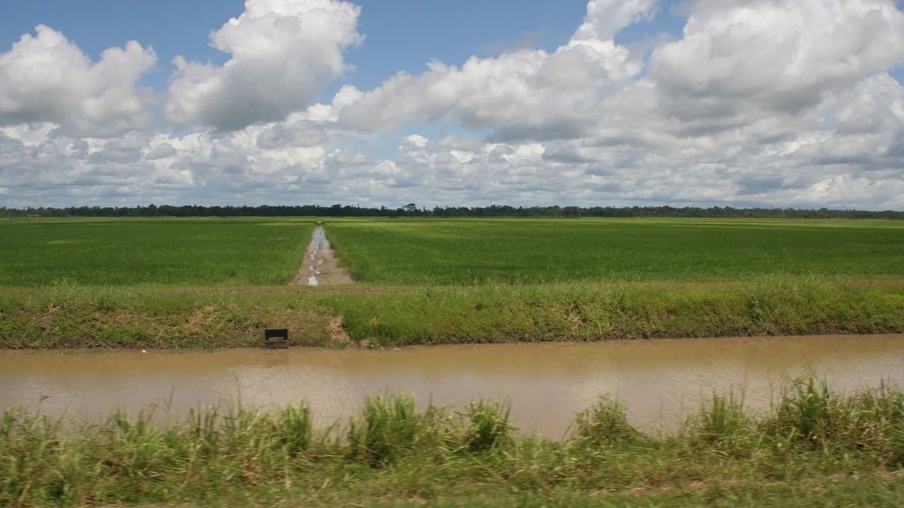 Irrigation canal and lush green rice fields stretching across the Wageningen agricultural polders in western Suriname.