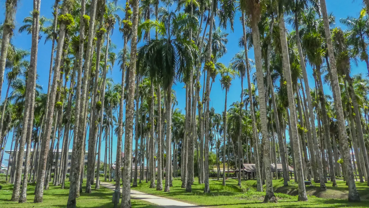 Tall royal palm trees and lush public footpaths in the historic Palmentuin public garden in Paramaribo.