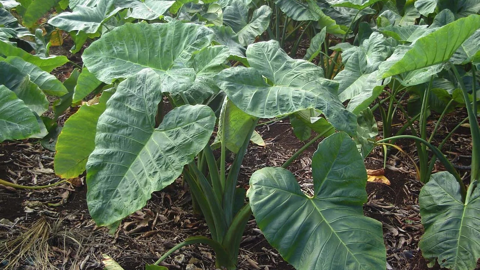 Broad arrowleaf foliage of Xanthosoma sagittifolium cultivated in moist tropical soil.