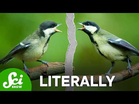 Birds Get Divorced Too