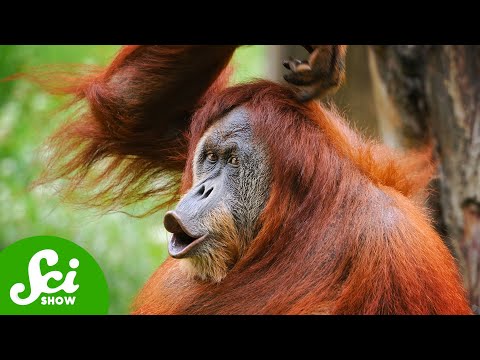 Thumbnail for Orangutan Communication is Eerily Similar to Ours