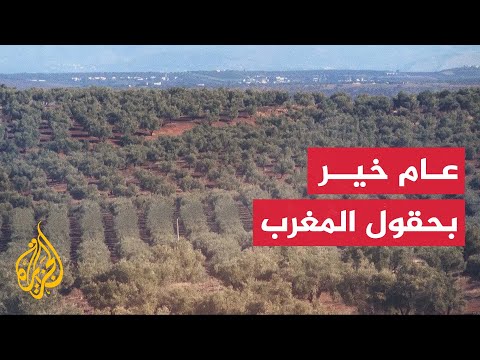 المغرب.. 111% معدل النمو في إنتاج الزيتون هذا العام وتوقعات بتسجيل مليوني طن